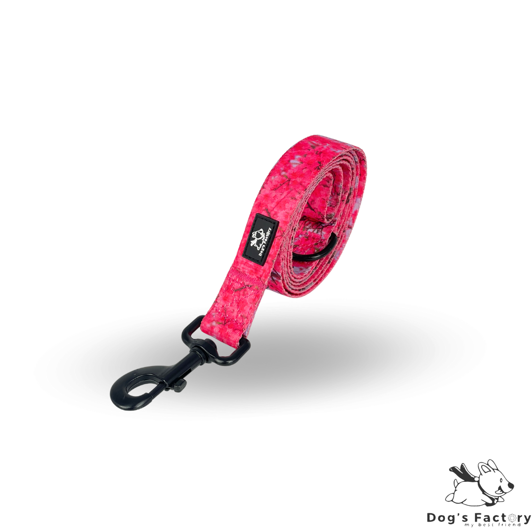 IRIS | Set pettorina & collare - M/L